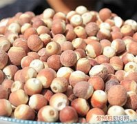 芡实是莲子吗，芡实莲子石榴皮能一起吃、作用