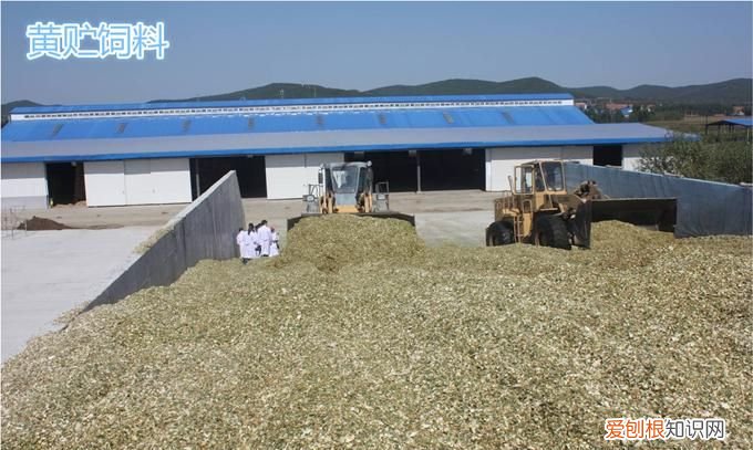 黄秸秆存储方法,黄贮秸秆发酵制作方法