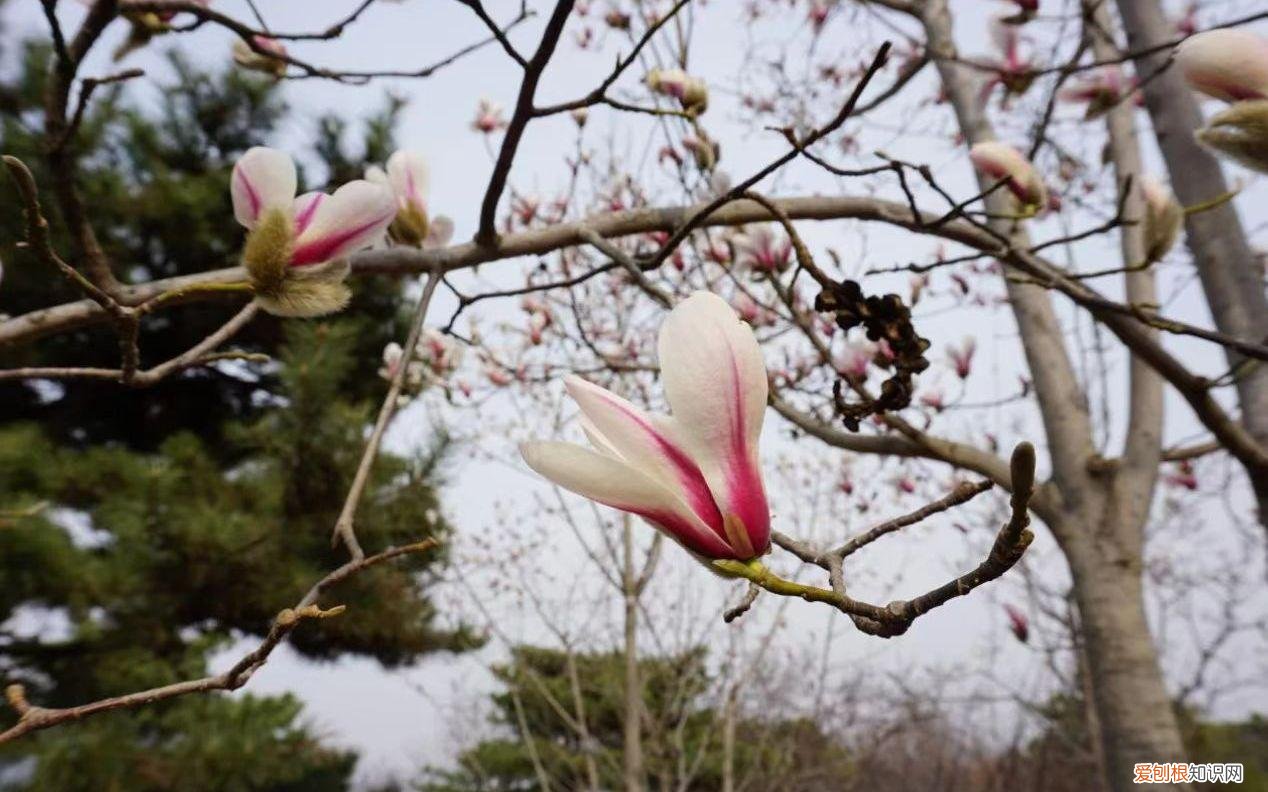 森林公园图片风景真实图片