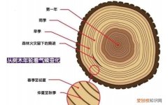 木质部和韧皮部的区别，原生木质部和后生木质部的异同