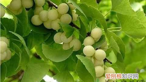 吃白果的好处,白果在卤水中的作用