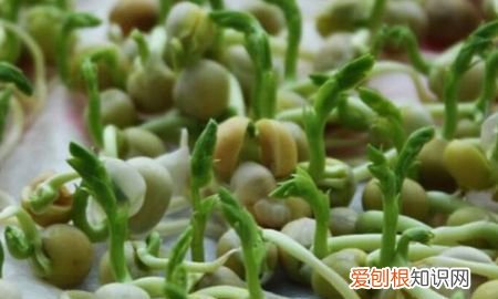 豌豆发芽能吃吗，豌豆放冰箱一周发芽了还能吃不