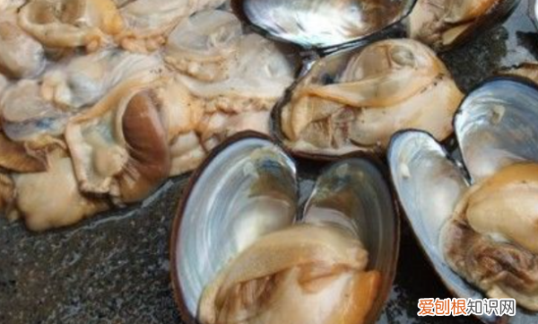 河蚌如何吐泥，河蚌怎么能养出珍珠