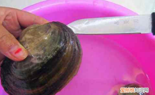 河蚌如何吐泥，河蚌怎么能养出珍珠