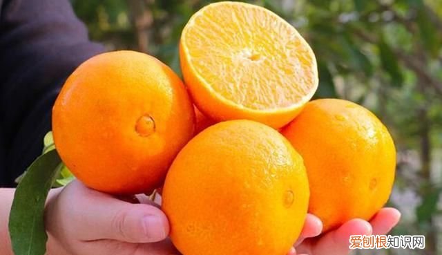 爱媛橙什么时候最甜,东海爆橘和爱媛橙有什么区别