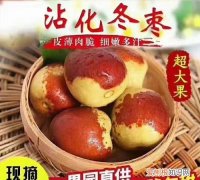 冬枣为什么那么甜，冬枣和奶枣有什么区别