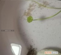 鱼缸养螃蟹会淹死吗