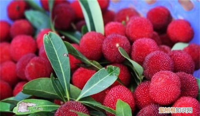 杨梅哪里的最有名,浮宫哪里的杨梅最好吃