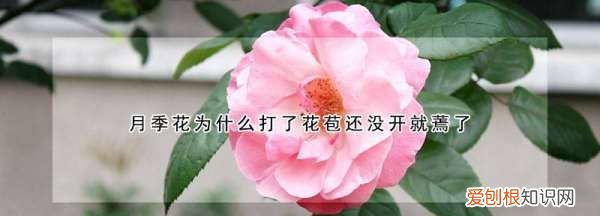 月季的花苞为何蔫了，月季花苞没开就枯萎了是什么原因呢