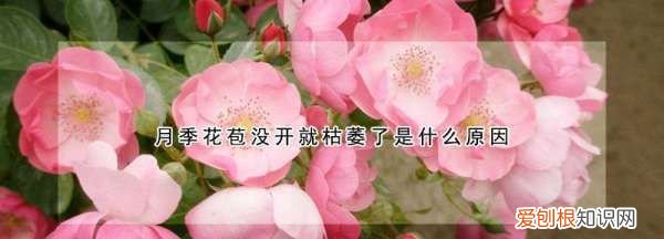 月季的花苞为何蔫了，月季花苞没开就枯萎了是什么原因呢