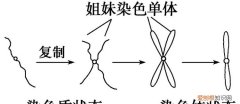 非同源染色体的概念，非同源染色体非等位基因的概念