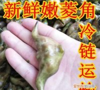 菱角可以冷冻保存吗，生菱角米可以冷冻保存