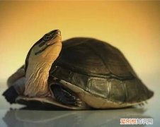 安布闭壳龟为什么也叫爆炸龟