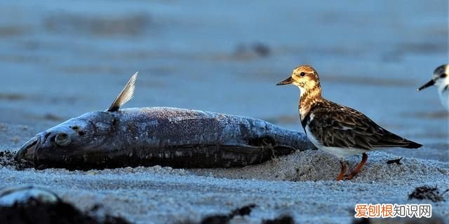 黄河水流入大海里面的河鱼能活吗 黄河里的淡水鱼进入海后能活吗