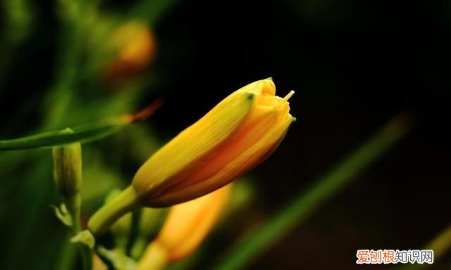 黄花菜忘忧草哪一种不能吃 忘忧草是黄花菜还是大白菜