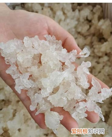 植物雪燕保质期多久