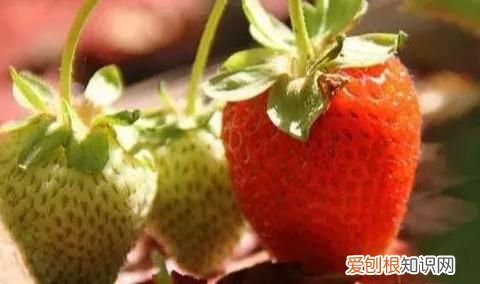 我的草莓不甜,有好办法吗英语,刚采的草莓不甜