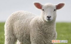 母羊有羊角，公羊角大还是母羊角大呢