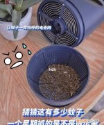 家里如何灭蚊，家里灭蚊用什么管用