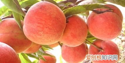 什么时候是吃桃子的季节，桃子一般在什么季节可以吃呢