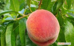 什么时候是吃桃子的季节，桃子一般在什么季节可以吃呢