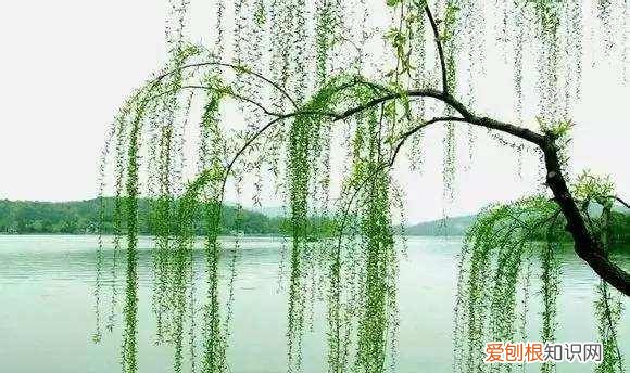 二月春风似剪刀写出了什么，咏柳中诗人为什么把春风比作剪刀