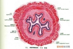 人体消化道最长的器官是什么