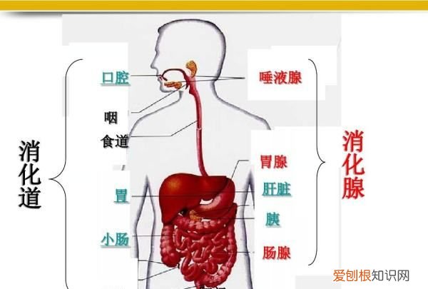 人体消化道最长的器官是什么