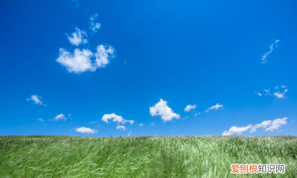 春天小麦什么时间浇水，什么时候浇冬水麦子合适