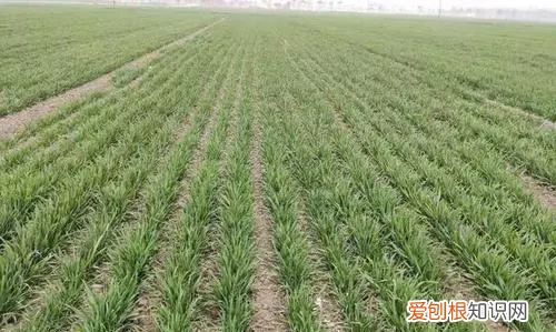 春天小麦什么时间浇水，什么时候浇冬水麦子合适