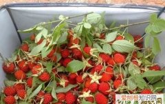 森林草莓怎么种，野草莓的功效与作用