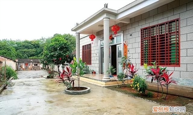 为什么老鼠越来越少见了