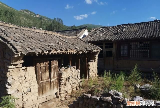 为什么老鼠越来越少见了