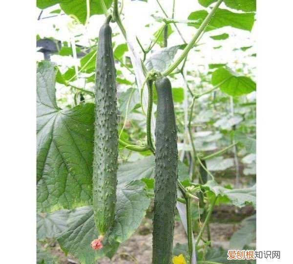 黄瓜的生长温度为多少，气温多少度可以种黄瓜