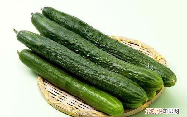 黄瓜的生长温度为多少，气温多少度可以种黄瓜