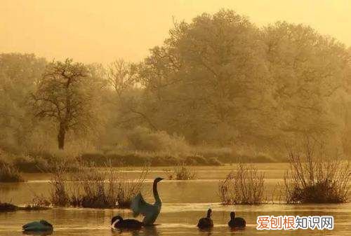 相濡以沫是什么意思，相濡以沫的感情是什么意思