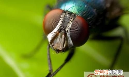 虫子怕什么味道，苍蝇是用什么闻味道的