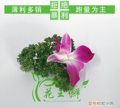 西餐摆盘的花草有哪些，西餐摆盘用的花草一般在哪里买