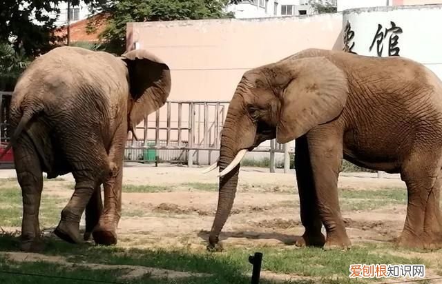 大象是用什么来辨味的