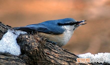 鸟用什么辨味