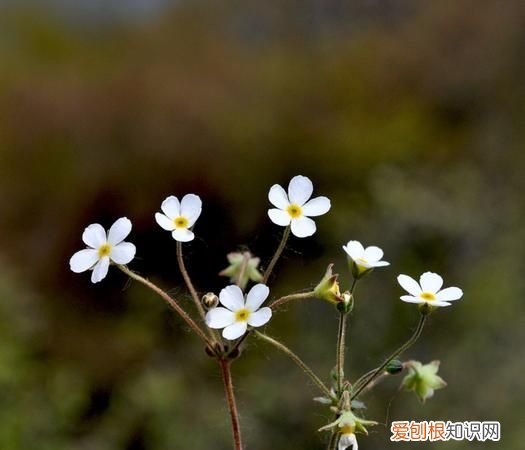 白花草有几种，路边白花草有几种