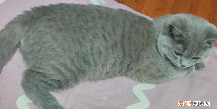 不纯的蓝猫有什么特点，三个月的蓝猫怎么看纯不纯