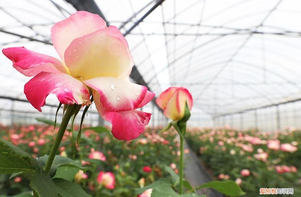 欢乐谷票价多少！