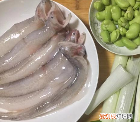 潮汕鱼册怎么吃，怎么做潮汕九肚鱼饼