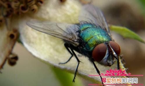 苍蝇用什么辨味的