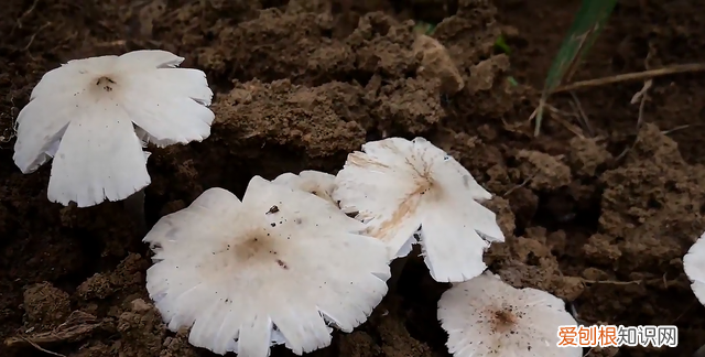 云南玉米地到处长满鸡枞菌,野生鸡枞菌生长在什么地方