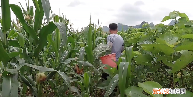 云南玉米地到处长满鸡枞菌,野生鸡枞菌生长在什么地方