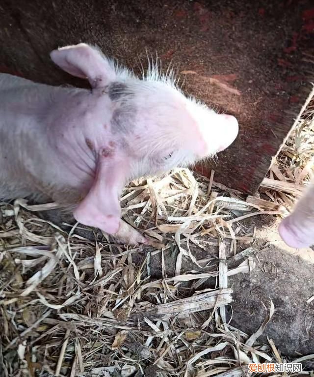 喂猪怎么预防猪不生病