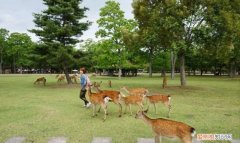 茂名鹿岛公园在什么地方，宜春的鹿岛公园在什么地方