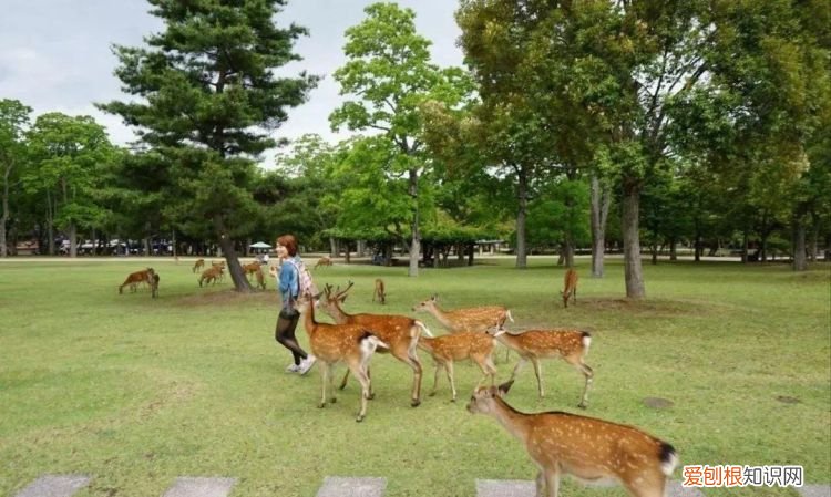 茂名鹿岛公园在什么地方，宜春的鹿岛公园在什么地方